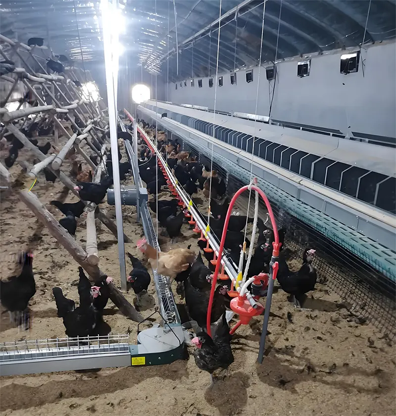 Automatic Chicken Feed Chain System